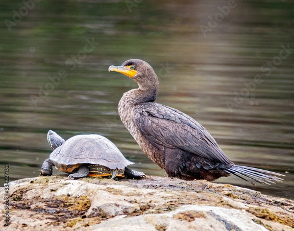 Fototapeta Pair of cormorants with turtles