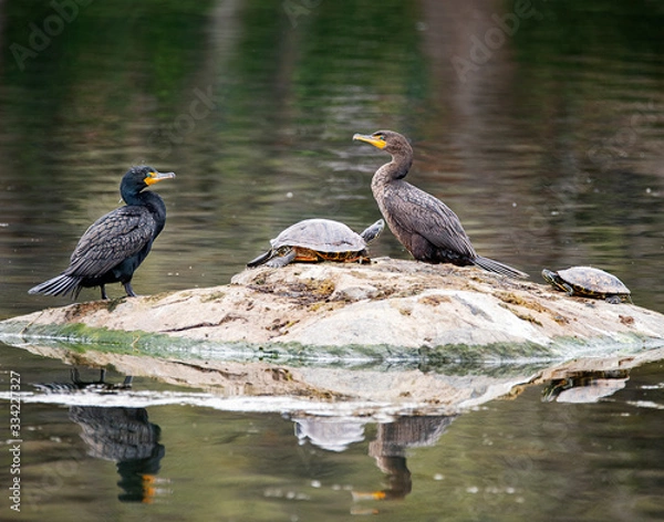 Fototapeta Pair of cormorants with turtles on a rock