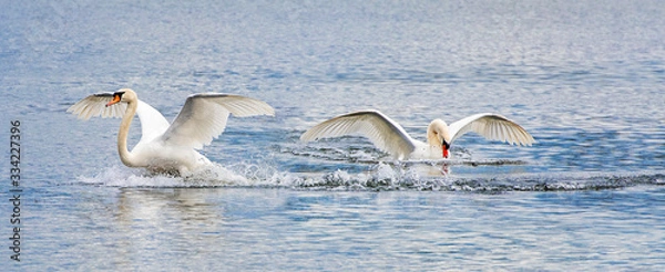 Fototapeta Pair of swans landing in water with wings spread out