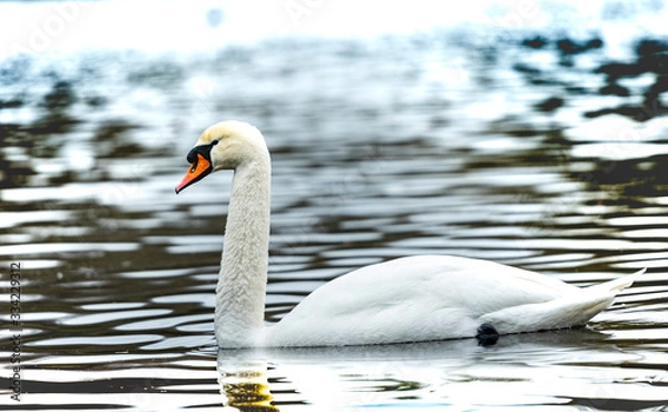 Obraz swan on lake