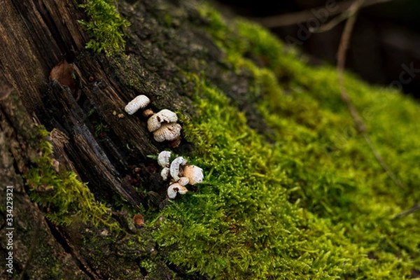 Obraz green in forest