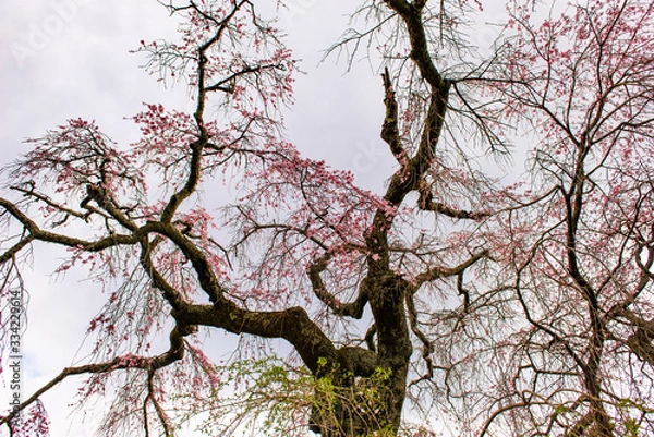 Fototapeta 別府市東山の枝垂れ桜