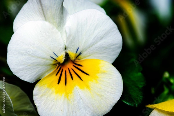Obraz closeup of a flower