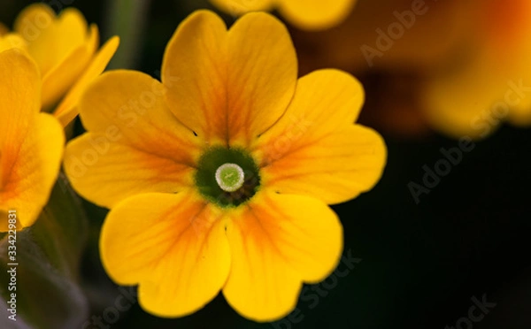 Obraz yellow flower