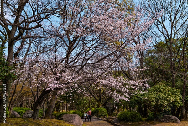 Obraz 南立石のヤマサクラ