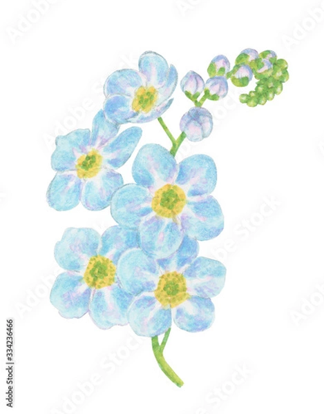 Fototapeta Gentle forget-me-not flower illustration on a white background isolated
