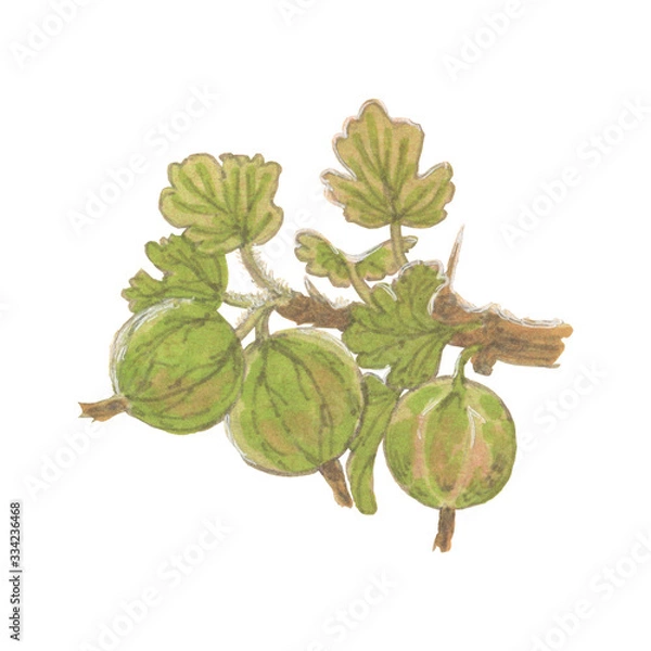 Obraz Illustration of gooseberry on white background isolated
