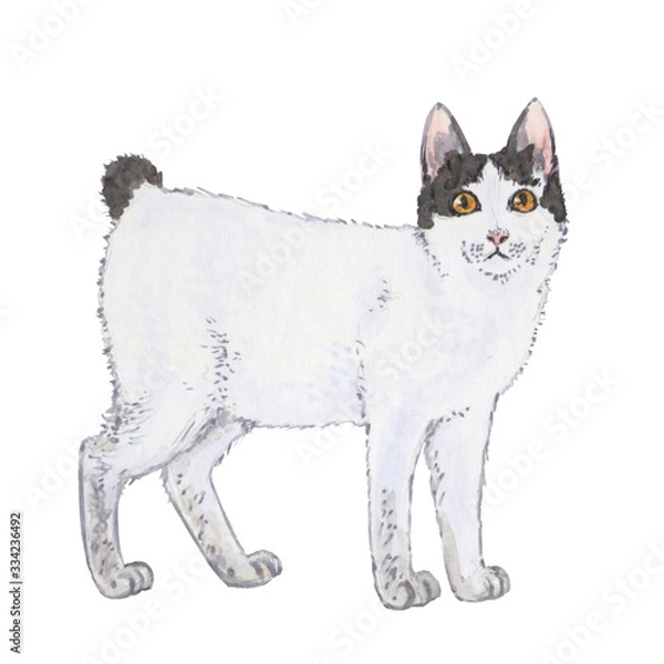 Obraz Purebred Japanese bobtail cat is watching warily.  Cute pet illustration on white background