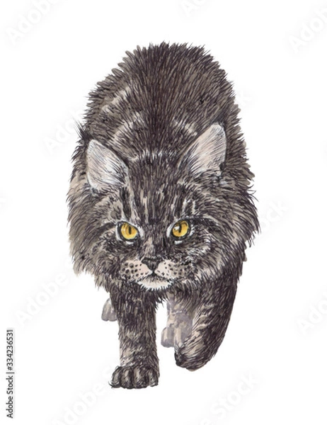 Obraz Main coon cat stares intently.  Cute pet illustration on white background