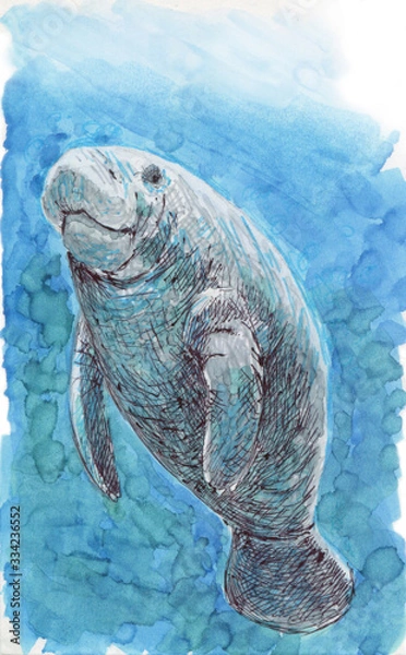 Obraz Manatee. Cute animal illustration in a watercolor style