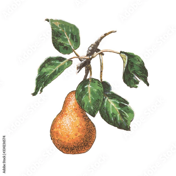 Obraz Ripe pear with leaves illustration on a white background isolated