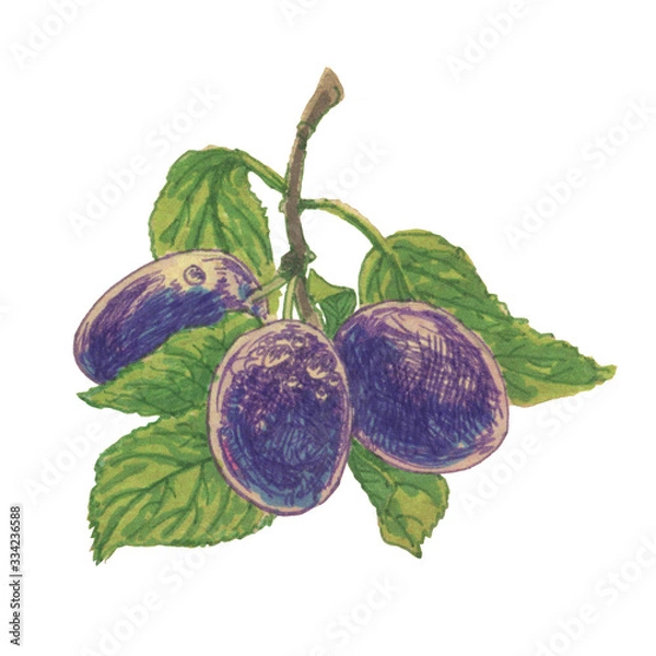 Obraz Ripe plum illustration on a white background isolated