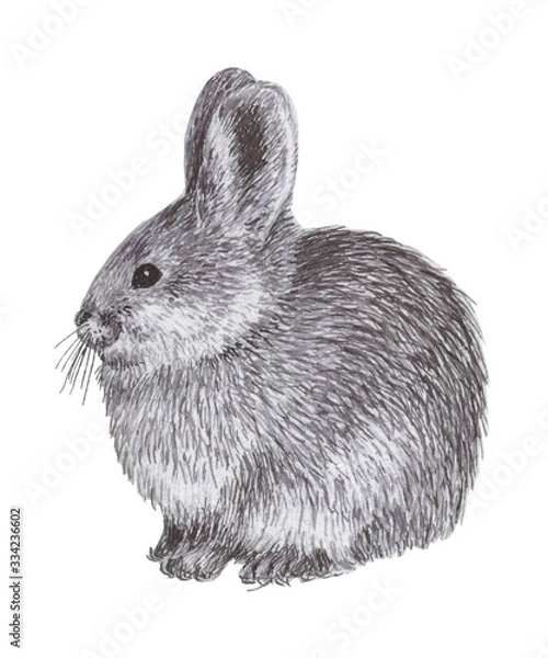 Obraz Pygmy Rabbit.  Cute animal illustration in a graphic style  on white background