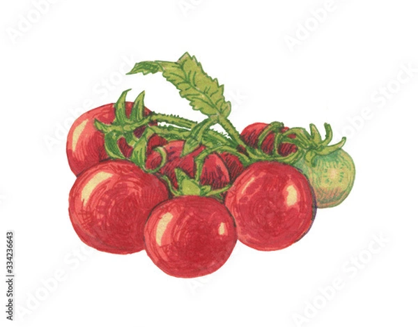 Obraz Branch with ripe tomatoes illustration on white background isolated