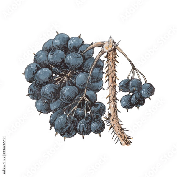Obraz Eleuterococcus branch with ripe berries. Botanical illustraton in realistic style
