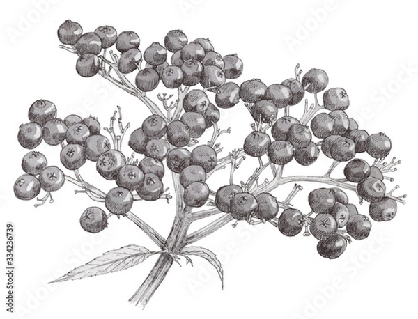 Obraz Elderberry branch with ripe berries. Botanical grayscale illustraton in graphic style