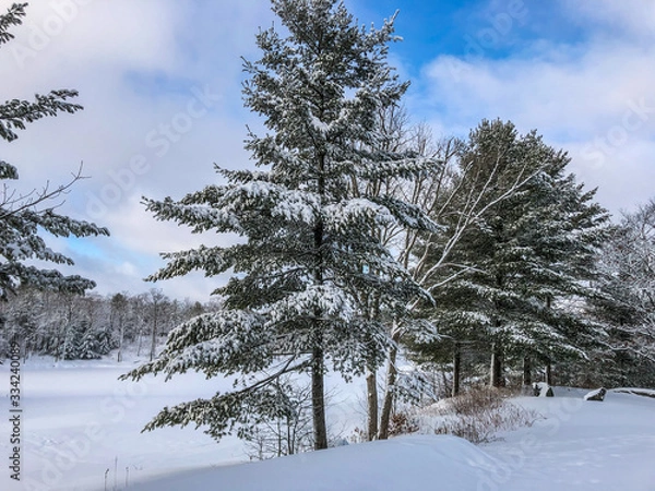 Fototapeta Winter Pond