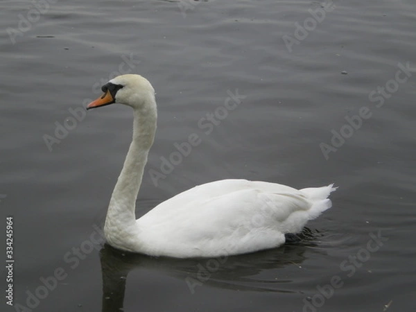 Obraz Mute swan
