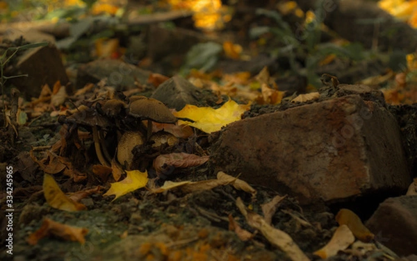 Obraz Краски весны и осени