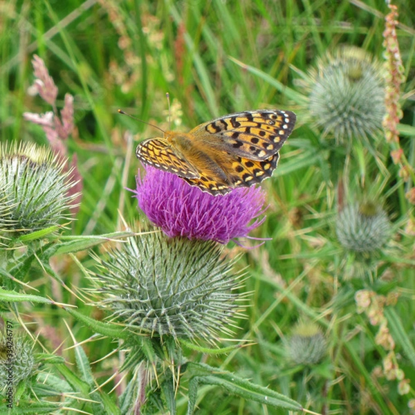 Fototapeta Butterfly