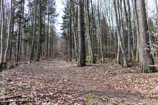 Obraz Waldweg