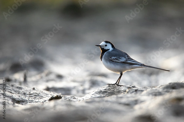 Obraz wagtail