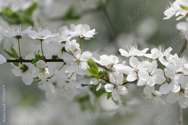 Obraz cherry blossoms