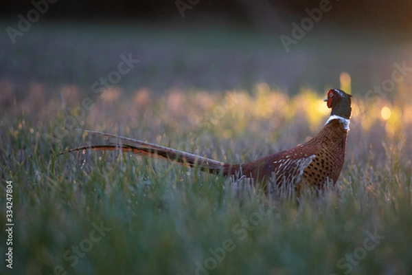 Obraz pheasant in the grass