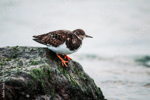 Obraz turnstone on a rock