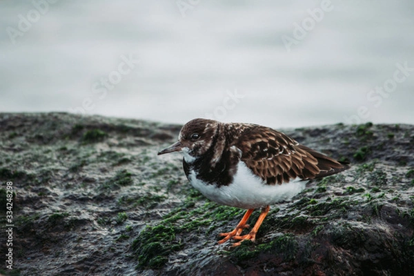 Obraz turnstone on a rock