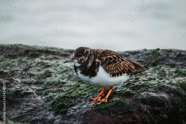 Obraz turnstone on a rock