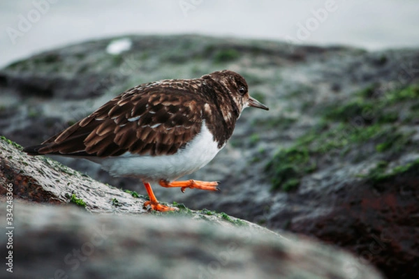 Obraz turnstone on a rock