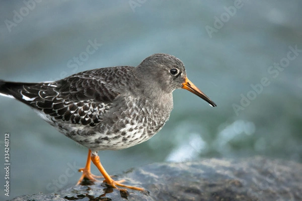 Obraz sandpiper on a rock
