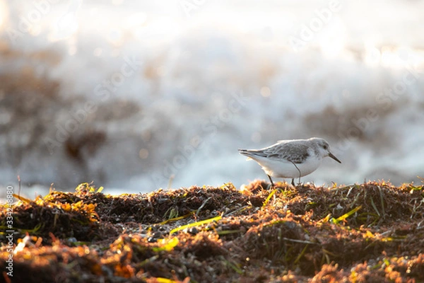 Obraz bird on the beach