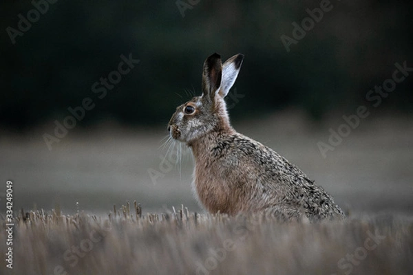 Obraz hare in the grass