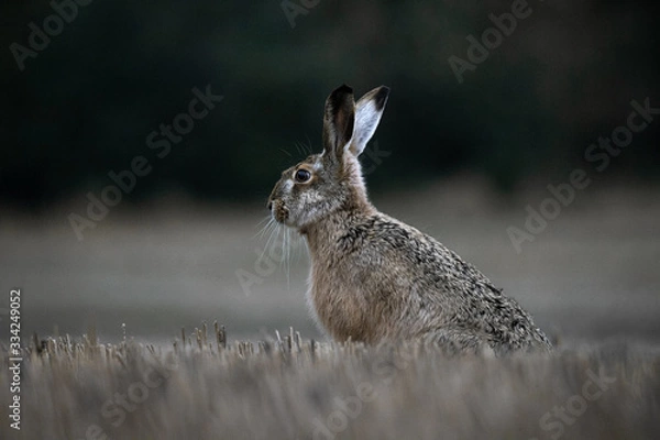 Obraz hare in the grass