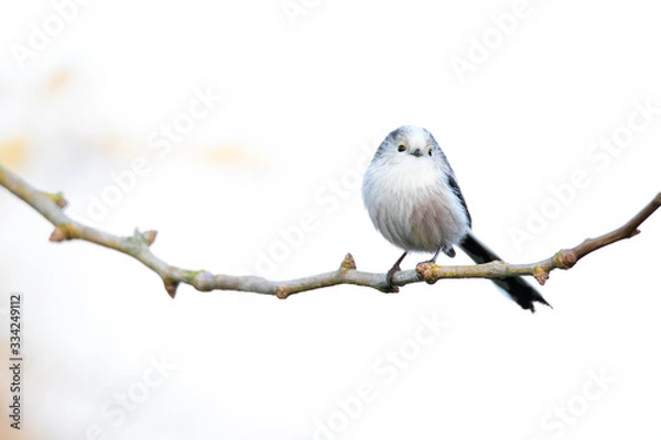Obraz bird on a branch