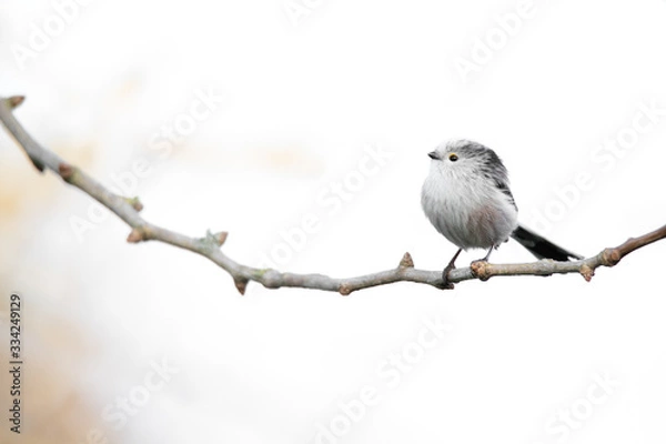 Obraz bird on a branch