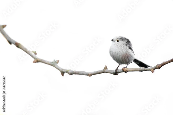 Obraz bird on a branch