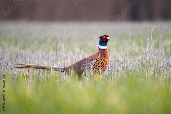 Obraz pheasant in the grass