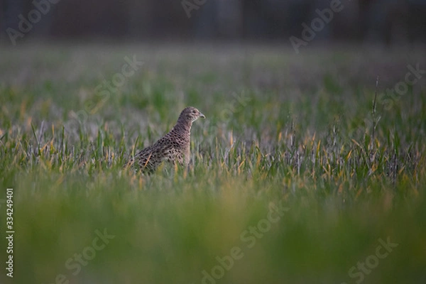 Obraz pheasant in the grass