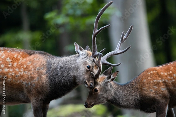 Obraz deer in the forrest