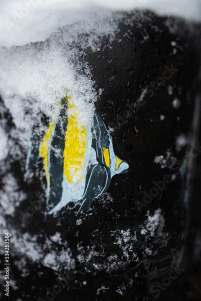 Obraz fish in the snow