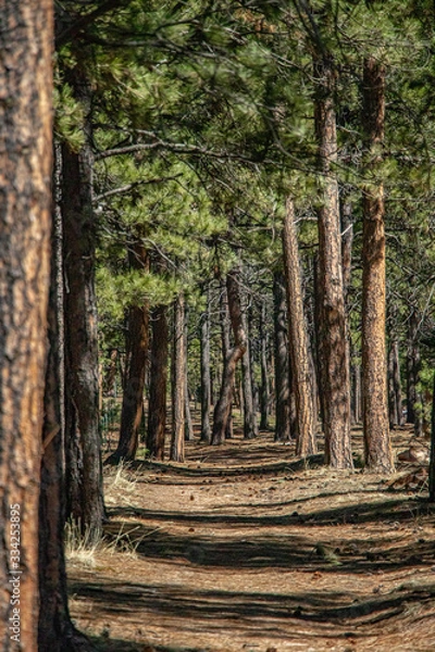 Obraz trees in the forest