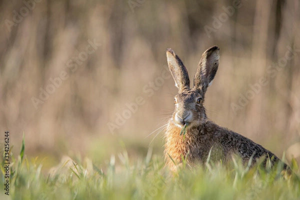 Obraz hare in grass
