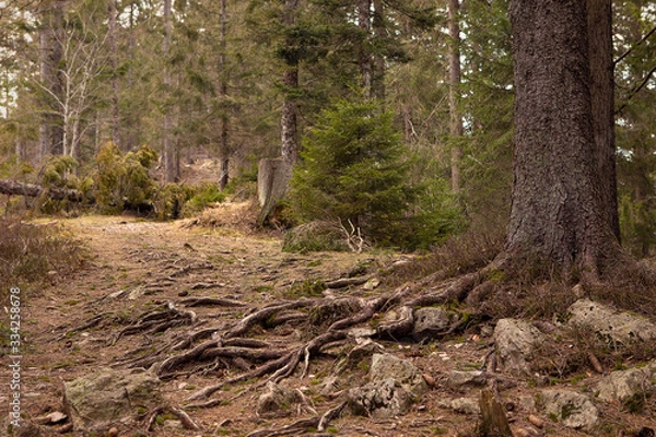 Fototapeta Mountain trail inside the forest. Tree trunk with visible roots. Beautiful scenic, romantic landscape. Roots of trees and stones on path in wild wood. Schwarzwald, Black Forest. Germany.