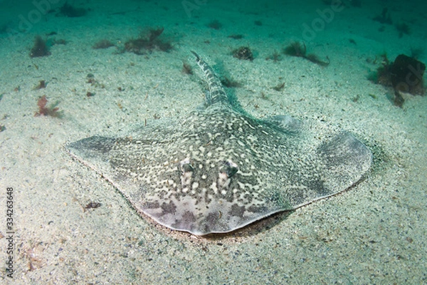 Obraz Thornback ray (Raja clavata) at the west coast of Norway