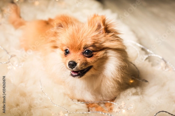 Obraz portrait of a pomeranian spitz dog