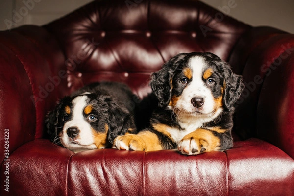 Obraz two bernese mountain puppy dogs sitting in a leather chair