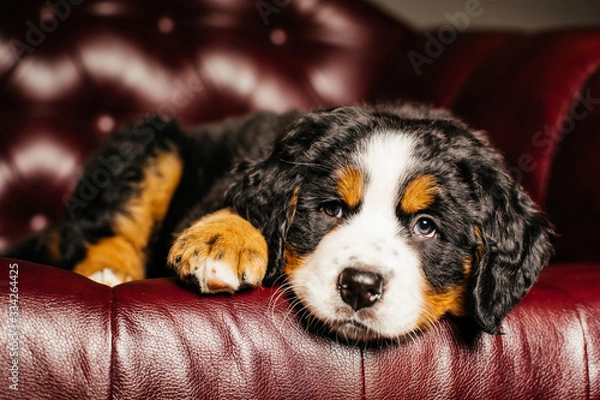 Obraz portrait of a sad islated puppy dog